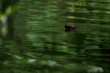 Young duckling swimming on a lake