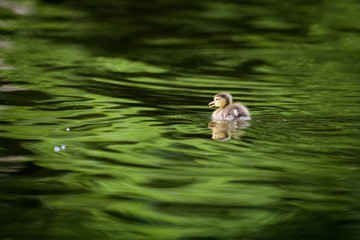Young duckling swimming on a lake