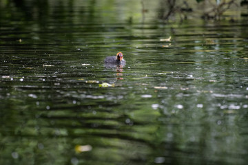 Eurasian coot chick on a lake