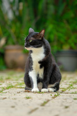 Black and white cat sitting on floor