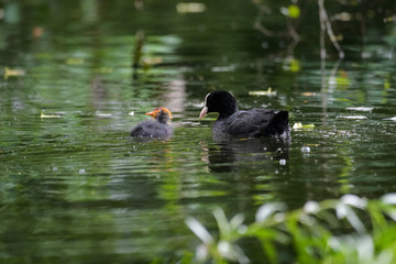 Eurasian coot with a young on a lake