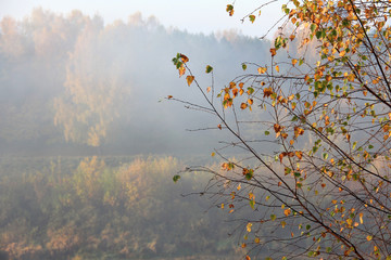 Branches of trees on the river bank at sunrise