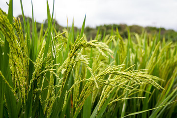 Rice in paddy fields