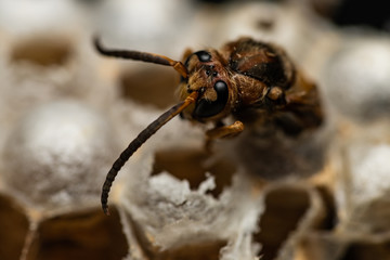 European hornets hatching from their nest