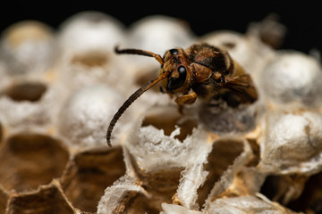 European hornets hatching from their nest