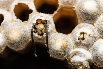 European hornets hatching from their nest