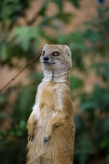 Closeup of a fox mongoose