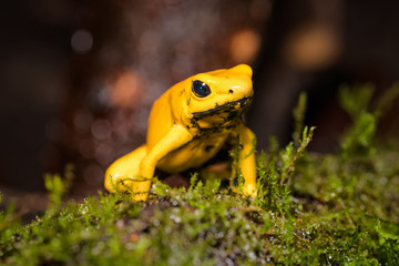Closeup of a golden poison frog sitting on a log