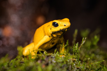 Closeup of a golden poison frog sitting on a log