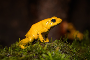 Closeup of a golden poison frog sitting on a log