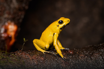 Fototapeta premium Closeup of a golden poison frog sitting on a log