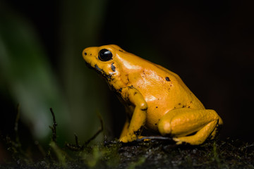 Closeup of a golden poison frog sitting on a log