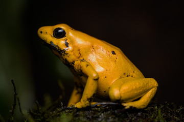 Closeup of a golden poison frog sitting on a log
