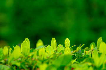 Top of green leaf with blur background