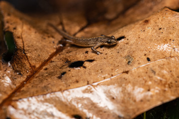 Common newt walking on a dead leaf
