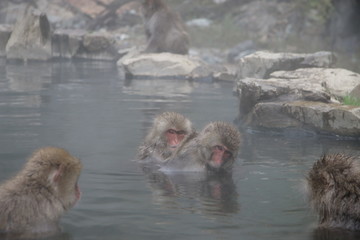 Naklejka premium 猿