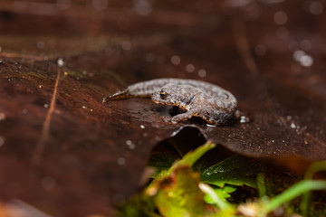 Great crested newt on a dead leaf