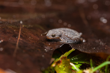 Great crested newt on a dead leaf
