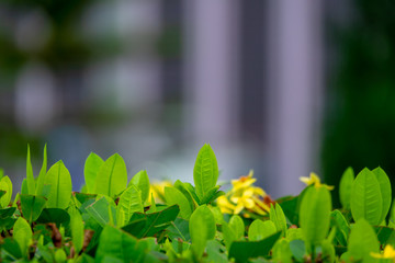 Top of green leaf with blur background