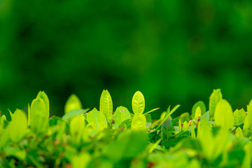 Top of green leaf with blur background
