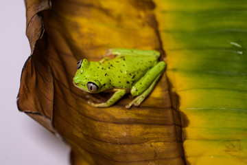 Lemur tree frog on a banana leaf