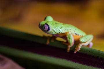 Lemur tree frog on a banana leaf