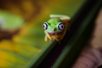 Lemur tree frog on a banana leaf
