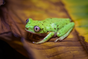 Lemur tree frog on a banana leaf