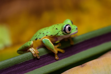 Lemur tree frog on a banana leaf