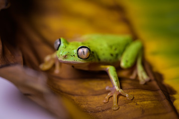 Lemur tree frog on a banana leaf