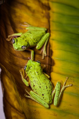 Lemur tree frog on a banana leaf