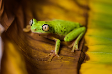 Lemur tree frog on a banana leaf