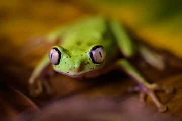 Lemur tree frog on a banana leaf