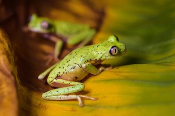 Lemur tree frog on a banana leaf