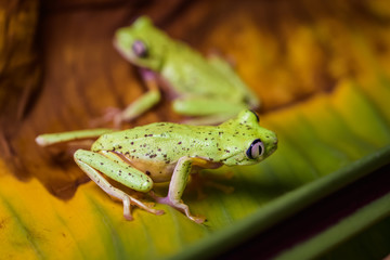 Lemur tree frog on a banana leaf