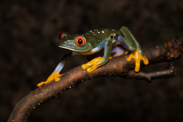 Red eyed tree frog walking on a branch