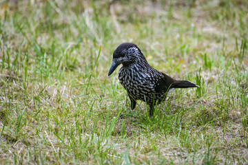 Spotted nutcracker looking for food in grass