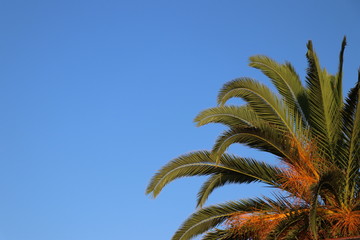 palm tree against blue sky