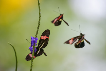 Tropical butterfly flying around a flower