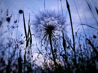 dandelion on background of blue sky