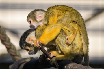 Squirrel monkey with its young on its back