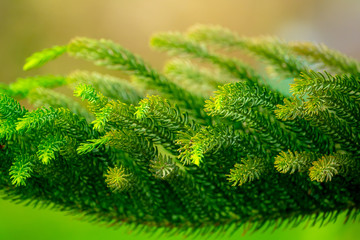Closeup pine tree leaf background