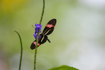 Tropical butterfly flying around a flower