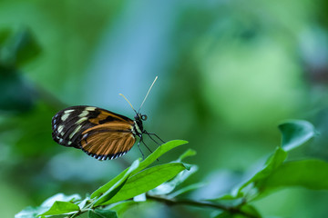 Tropical butterfly flying around a flower