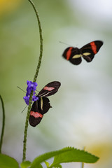 Tropical butterfly flying around a flower