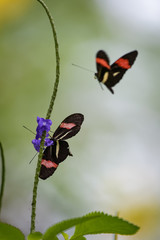 Tropical butterfly flying around a flower