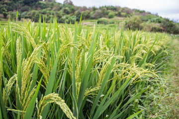 Fototapeta premium Rice in paddy fields