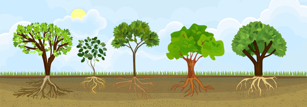 Set of different cartoon deciduous trees with green crown and root system. Plants showing root structure below ground level