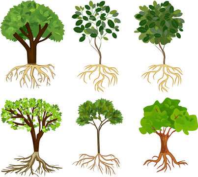 Set of different cartoon deciduous trees with green crown and root system isolated on white background