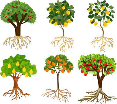 Set of different cartoon fruit trees with ripe fruits and root system isolated on white background